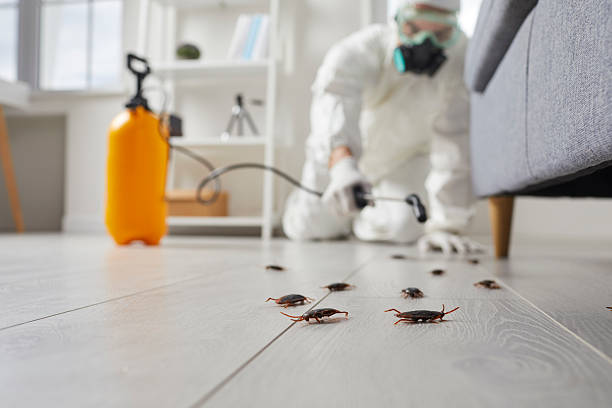 Commercial Rodent Management in Remington
